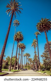 Palm Trees Street In Beverly Hills, Los Angeles