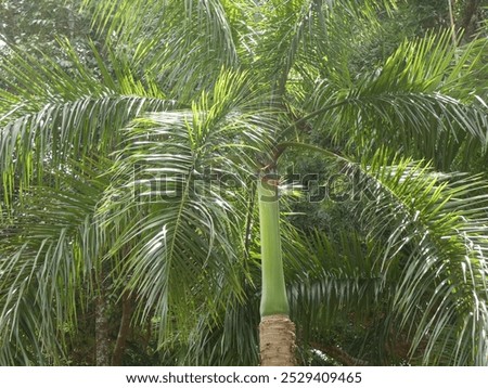 Palm trees such as the date palm, coconut palm, and peach palm are widely recognized for their tropical aesthetic and are commonly seen in vacation destinations. #tropicalvibes 🌴🌴🌴