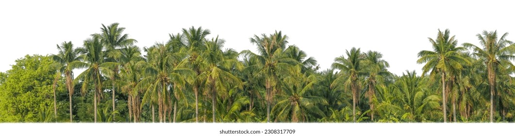 Palm trees in summer on white background with clipping path and alpha channel. - Powered by Shutterstock