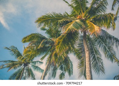 Palm Trees Summer Themed Background Photo Stock Photo 709794217 ...