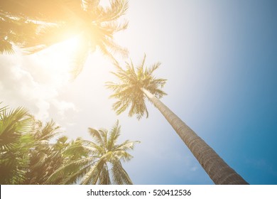 Palm Trees Sun Light Hot Equator Nature Landscape Tropical Background Holiday Travel Design Toned Shabby Vintage Effect