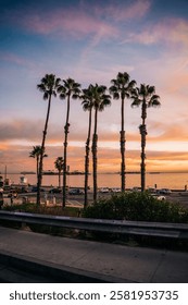 Palm trees with the sun setting