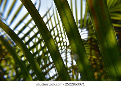 Palm trees in the sunlight