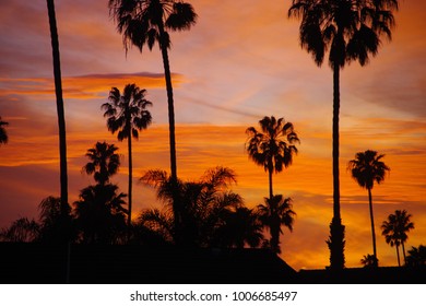 Palm Trees in Sunset