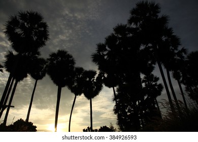 palm trees at sunset