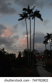 Palm trees at sunset