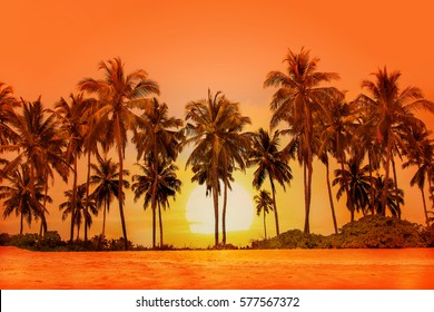 Palm Trees At Sunset Background.  Sri Lanka.