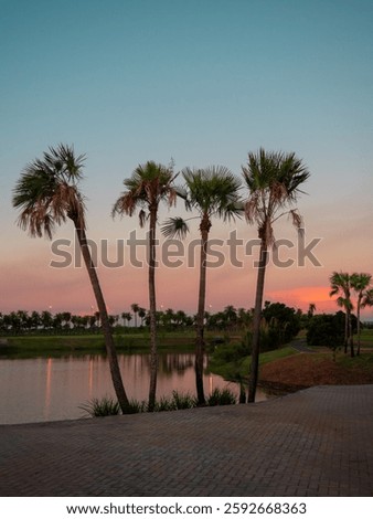 Palm trees at sunset in Chaco