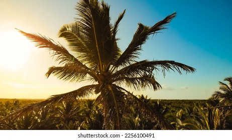 Palm trees sunset golden blue sky backlight in caribbean. Caribbean beach background. Beach on the tropical island. Palm trees on ocean coast near beach. - Shutterstock ID 2256100491