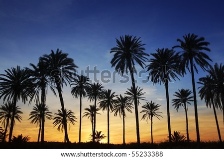 palm trees sunset golden blue sky backlight in mediterranean