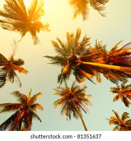 Palm Trees At Sunset Light