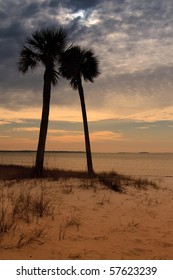 Palm Trees And Sunset In Panama City, Florida