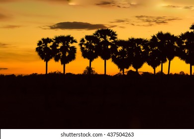 Palm trees and sunset of the sky,silhouette photo.