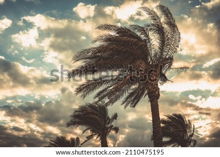 Palm trees swaying in the wind against sunset sky background. Windy winter day in Egypt. Color toned image