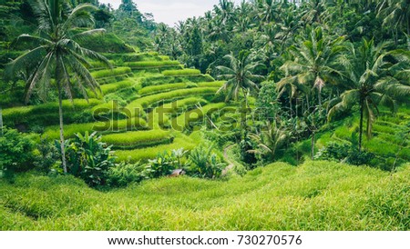 Palm Trees in Tegalalang Rice Terrace, Ubud, Bali, Indonesia