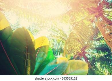 Palm Trees Thailand Tropical Landscape Holiday Travel Background Heat Effect Journey Toned