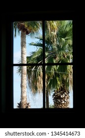 Palm trees through a window. 