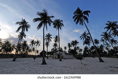 Palm Trees In Tofu In Central Mozambique.Africa.07/08/2012 Photo.Ian Carbutt