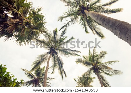 palm trees top to bottom view