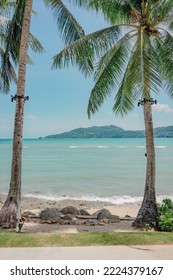 Palm Trees At Tropical Palm Cove Beach With View On Sea