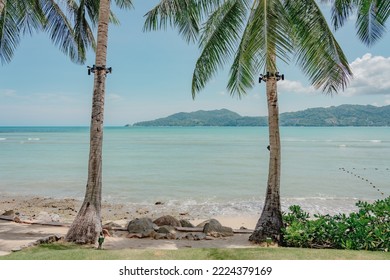 Palm Trees At Tropical Palm Cove Beach With View On Sea