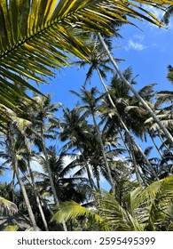 palm trees tropical jungle view from below sky with plant tops as background summer holiday atmosphere