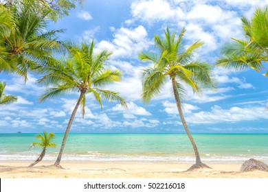 Palm Trees In Tropical North Queensland