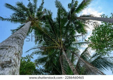 Palm trees in tropical seashore Koh Chang, Thailand