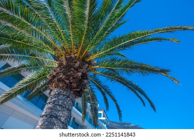 Palm trees at tropical seaside landscape in summer, summertime vacation and holiday background - Shutterstock ID 2251141843