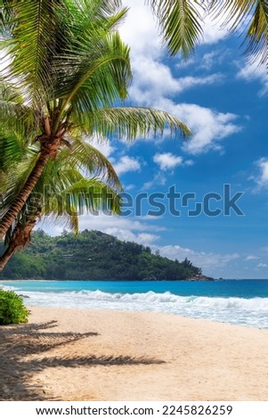 Palm trees in tropical sunny beach and tropical sea in Paradise island. Summer vacation and tropical beach concept.