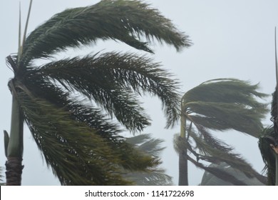 Palm trees twist as the feel the 150mph winds of Hurricane Maria.