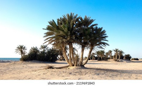 Palm Trees In Umm Bab Beach QATAR