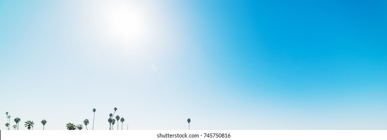 Palm trees under a shining sun - Powered by Shutterstock