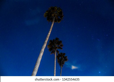 Palm Trees under starry night sky