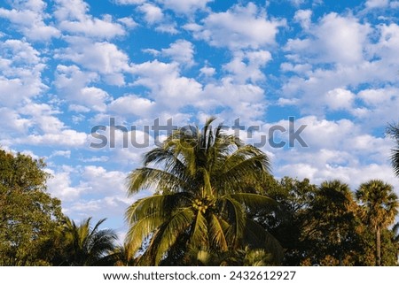 Palm Trees under White Clouds