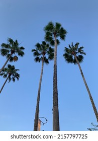 Palm Trees At Universal City Walk