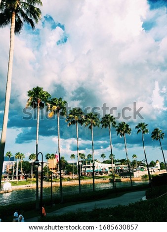 Palm Trees at Universal Studios in Florida, USA