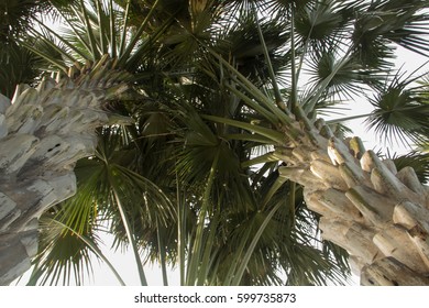 Palm trees view