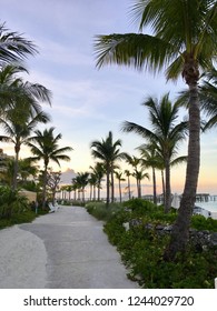Palm Trees view at the beach