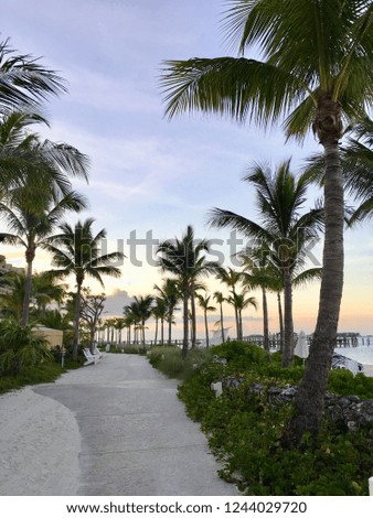 Palm Trees view at the beach