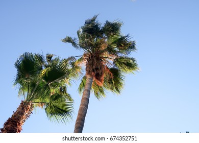 Palm trees view from below into the sky