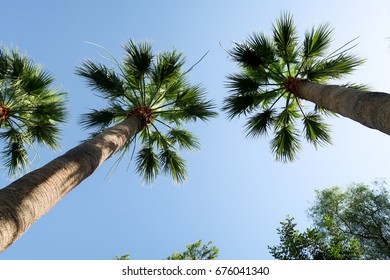 Palm trees view from below into the sky