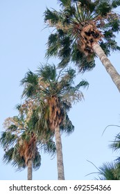 Palm trees view from below into the sky