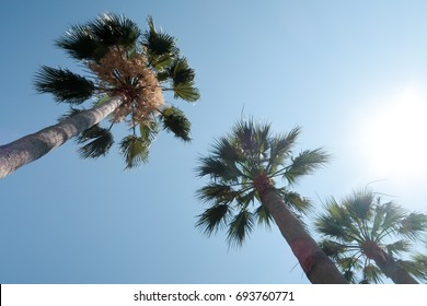 Palm trees view from below into the sky