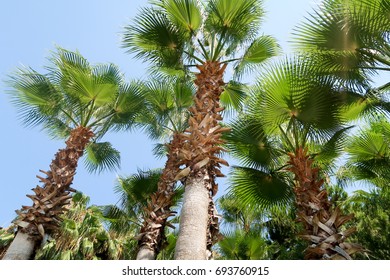 Palm trees view from below into the sky