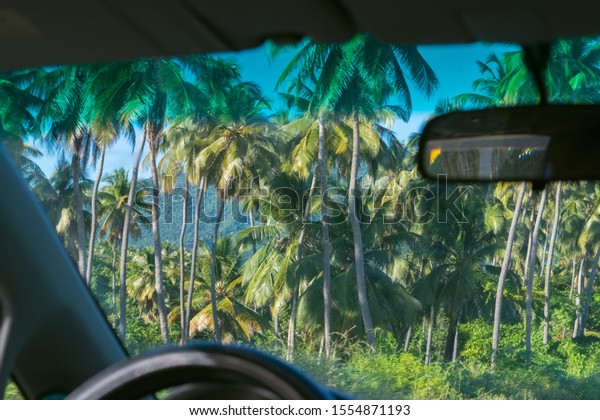 Palm trees view\
from the interior of a car