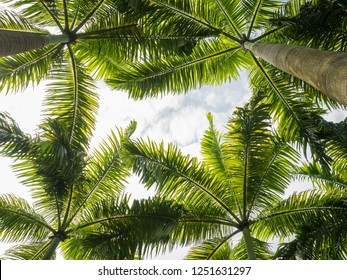 Palm Trees Viewed From Below