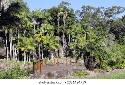 Palm trees and viewing platform at the Kershaw Gardens in Rockhampton, Queensland, Australia