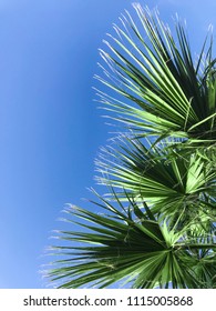 Palm Trees Vintage - clear summer skies - Shutterstock ID 1115005868