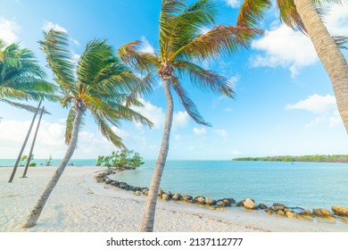 Palm Trees And White Sand In Sombrero Beach. Marathon Key, Florida